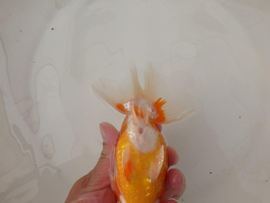 【浜松 疋田 秀雄 氏】成長力があり大きくなる系統らんちゅうA 約15,5㎝ オス?