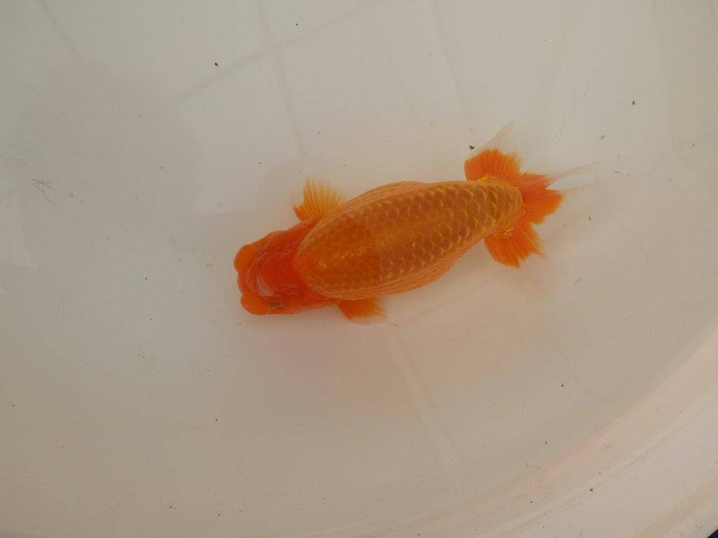 【浜松　疋田　秀雄　氏】成長力があり大きくなる系統らんちゅうC　　約16㎝  オス？