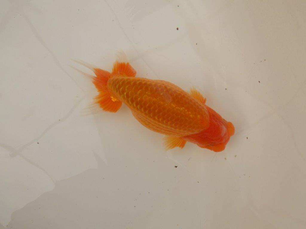 【浜松　疋田　秀雄　氏】成長力があり大きくなる系統らんちゅうC　　約16㎝  オス？