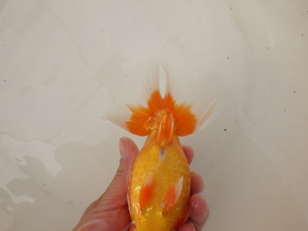 【浜松　疋田　秀雄　氏】成長力があり大きくなる系統らんちゅうC　　約16㎝  オス？