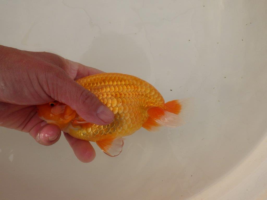 【浜松　疋田　秀雄　氏】成長力があり大きくなる系統らんちゅうC　　約16㎝  オス？