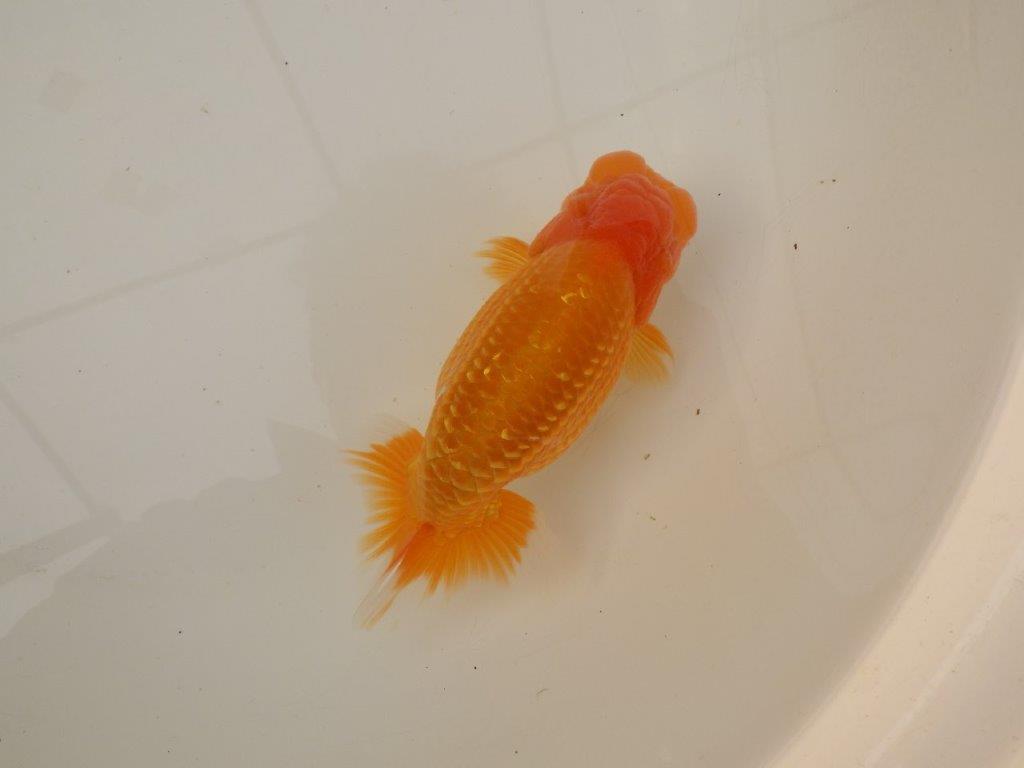 【浜松 疋田 秀雄 氏】成長力があり大きくなる系統らんちゅうE 約15㎝ オス?