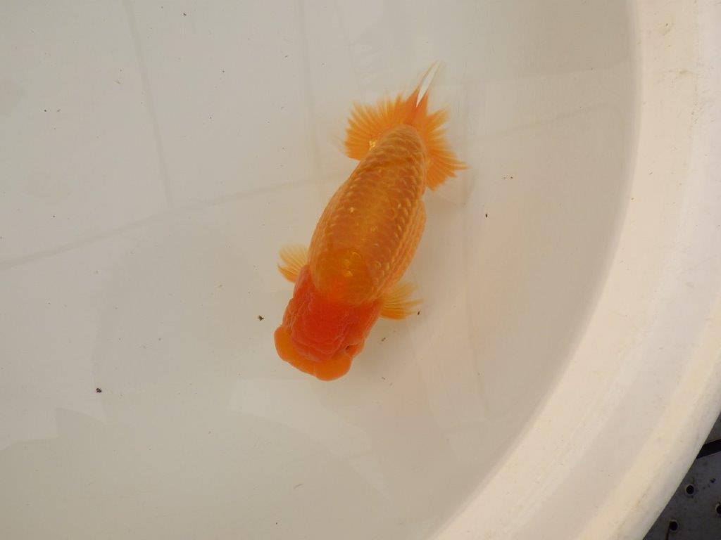 【浜松 疋田 秀雄 氏】成長力があり大きくなる系統らんちゅうE 約15㎝ オス?