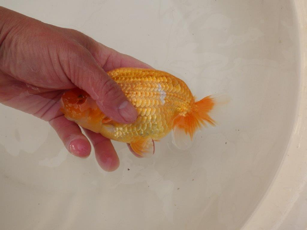 【浜松 疋田 秀雄 氏】成長力があり大きくなる系統らんちゅうE 約15㎝ オス?