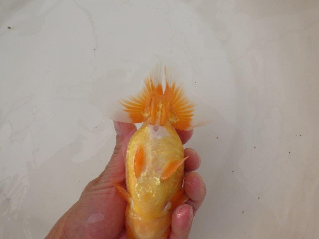 【浜松 疋田 秀雄 氏】成長力があり大きくなる系統らんちゅうE 約15㎝ オス?