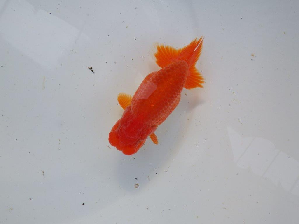 【浜松 根木 清次 氏】色艶が良く背も綺麗ならんちゅう 約11,5㎝ オス?