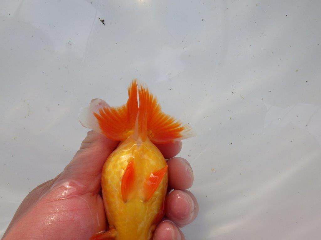 【浜松 根木 清次 氏】色艶が良く背も綺麗ならんちゅう 約11,5㎝ オス?