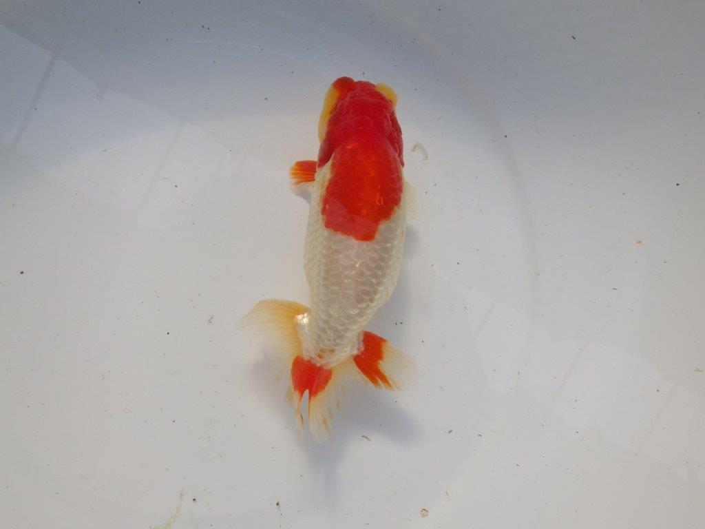 【浜松　根木　清次　氏】尾張りが良く二歳つくりにお勧めらんちゅう　　約15㎝  オス？