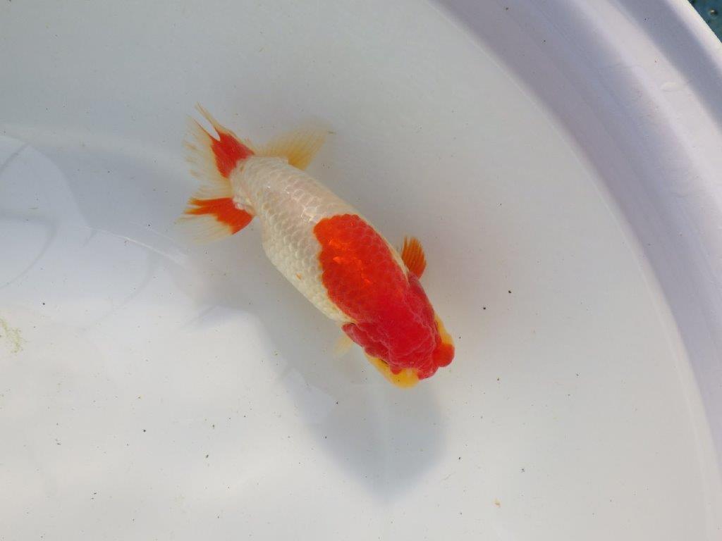 【浜松　根木　清次　氏】尾張りが良く二歳つくりにお勧めらんちゅう　　約15㎝  オス？