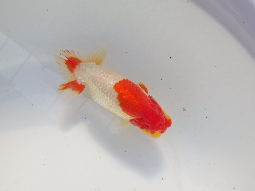 【浜松　根木　清次　氏】尾張りが良く二歳つくりにお勧めらんちゅう　　約15㎝  オス？