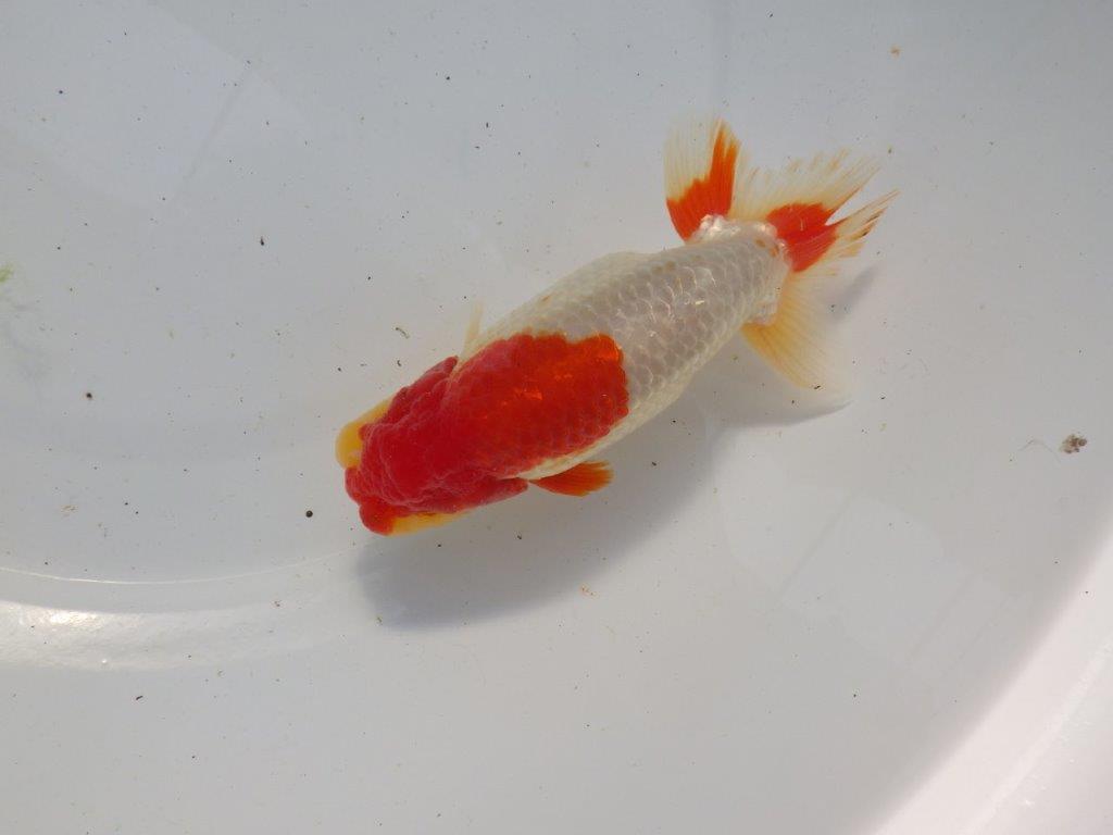 【浜松　根木　清次　氏】尾張りが良く二歳つくりにお勧めらんちゅう　　約15㎝  オス？