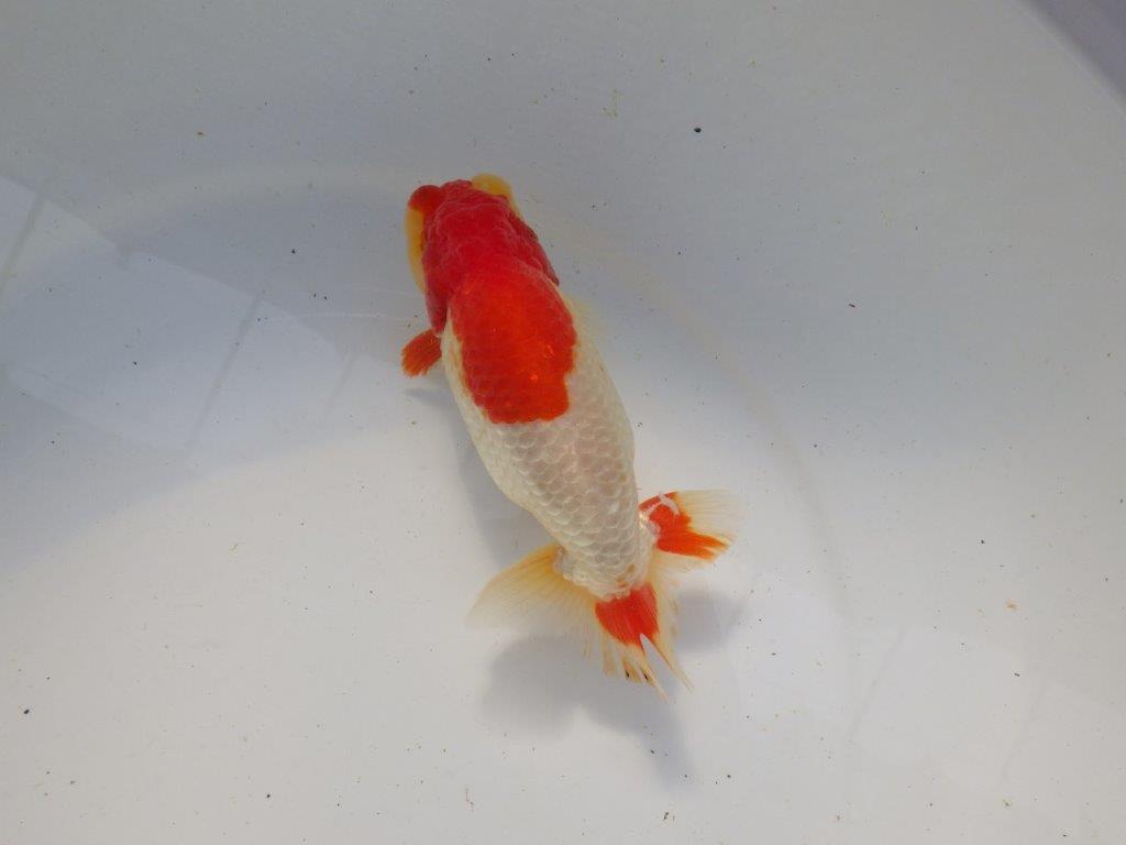 【浜松　根木　清次　氏】尾張りが良く二歳つくりにお勧めらんちゅう　　約15㎝  オス？