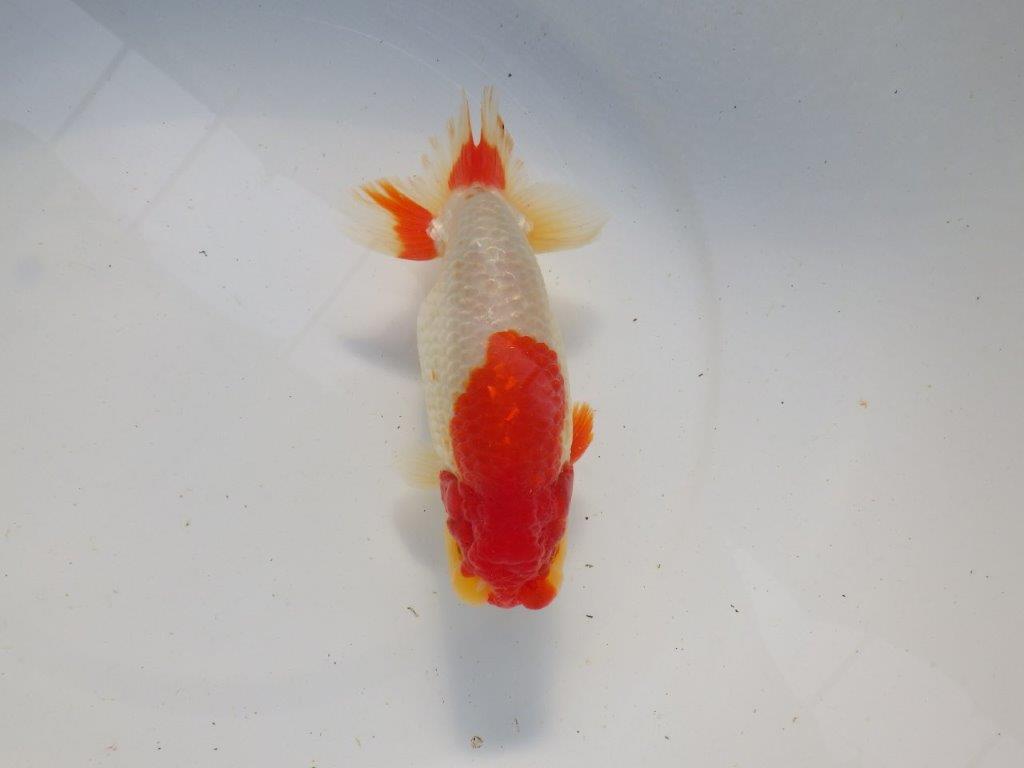 【浜松　根木　清次　氏】尾張りが良く二歳つくりにお勧めらんちゅう　　約15㎝  オス？