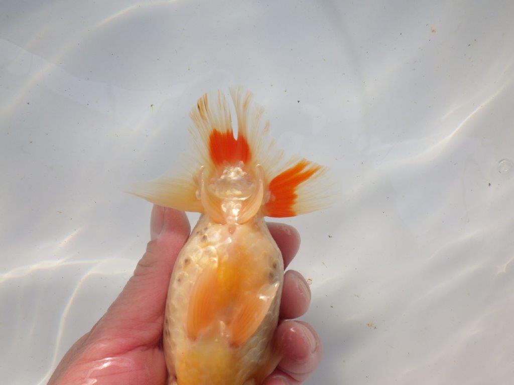 【浜松　根木　清次　氏】尾張りが良く二歳つくりにお勧めらんちゅう　　約15㎝  オス？