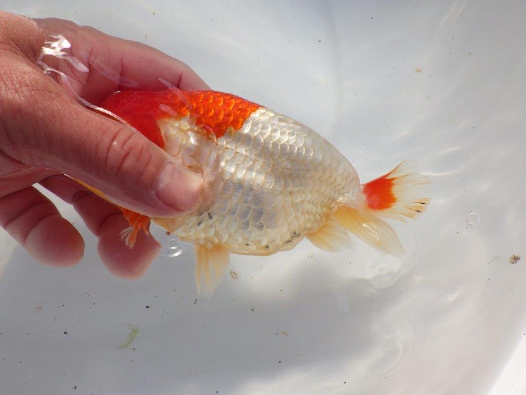 【浜松　根木　清次　氏】尾張りが良く二歳つくりにお勧めらんちゅう　　約15㎝  オス？