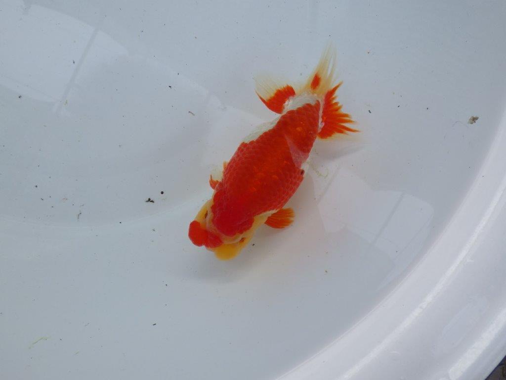 【浜松 根木 清次 氏】来春の二歳会に向けて飼い込みお勧めらんちゅう 約14㎝ オス?