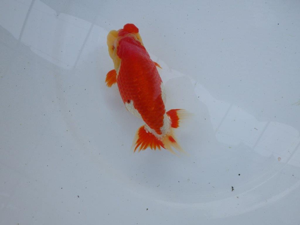 【浜松 根木 清次 氏】来春の二歳会に向けて飼い込みお勧めらんちゅう 約14㎝ オス?