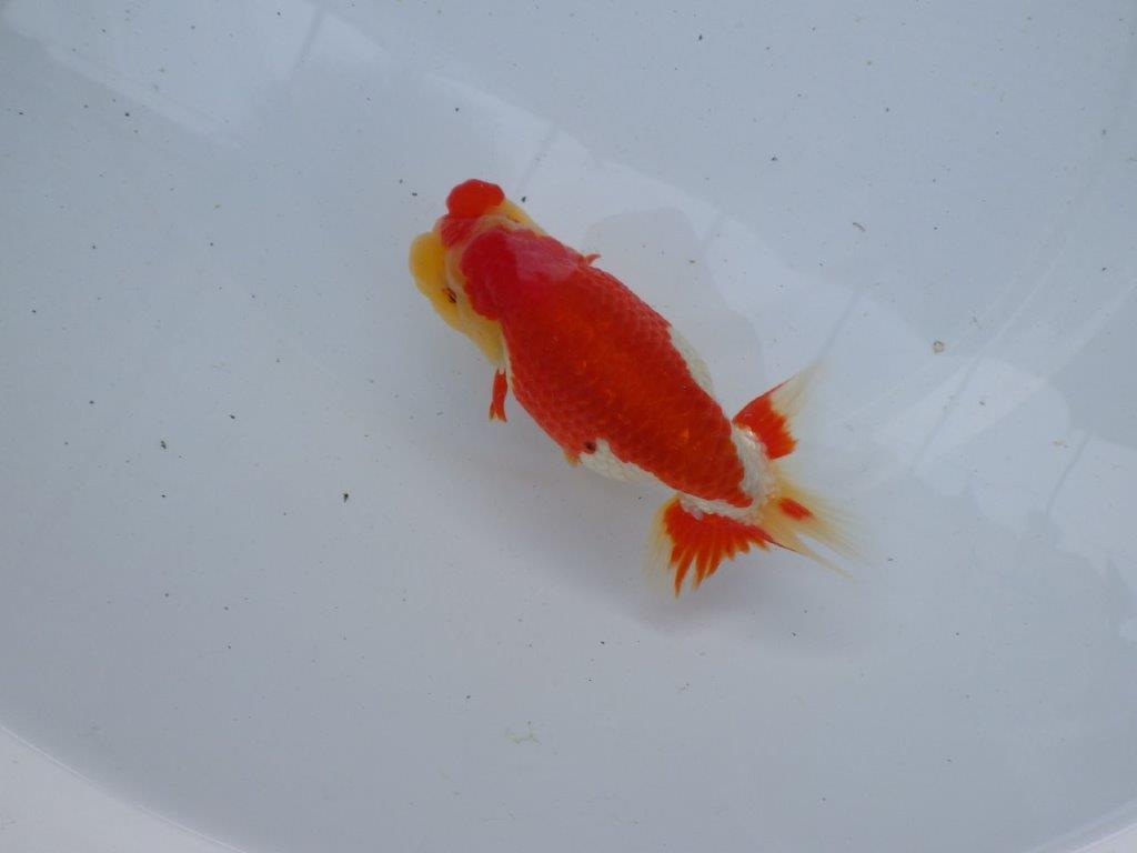 【浜松 根木 清次 氏】来春の二歳会に向けて飼い込みお勧めらんちゅう 約14㎝ オス?