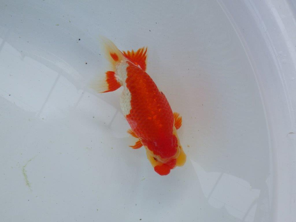 【浜松 根木 清次 氏】来春の二歳会に向けて飼い込みお勧めらんちゅう 約14㎝ オス?