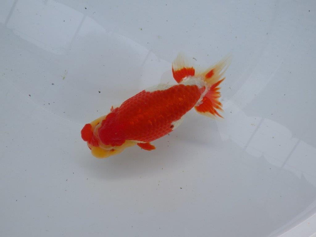 【浜松 根木 清次 氏】来春の二歳会に向けて飼い込みお勧めらんちゅう 約14㎝ オス?