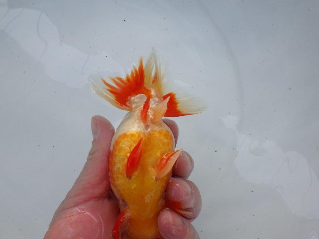 【浜松 根木 清次 氏】来春の二歳会に向けて飼い込みお勧めらんちゅう 約14㎝ オス?