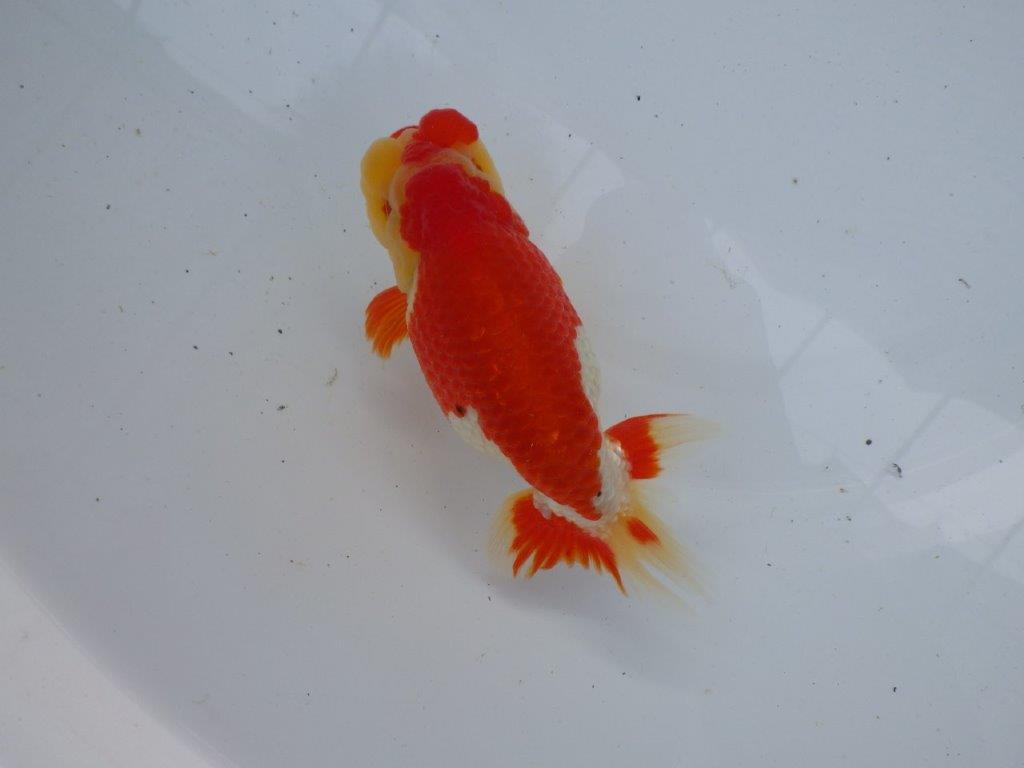 【浜松 根木 清次 氏】来春の二歳会に向けて飼い込みお勧めらんちゅう 約14㎝ オス?