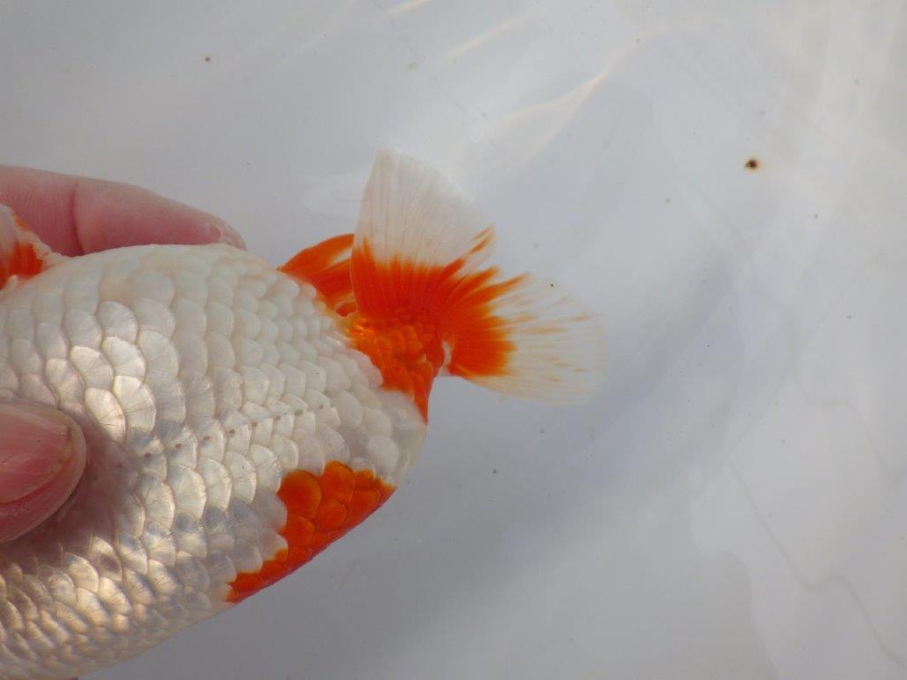 【浜松 川口 久男 氏】川口氏のらんちゅうを手に入れました! 約14,5㎝ オス?