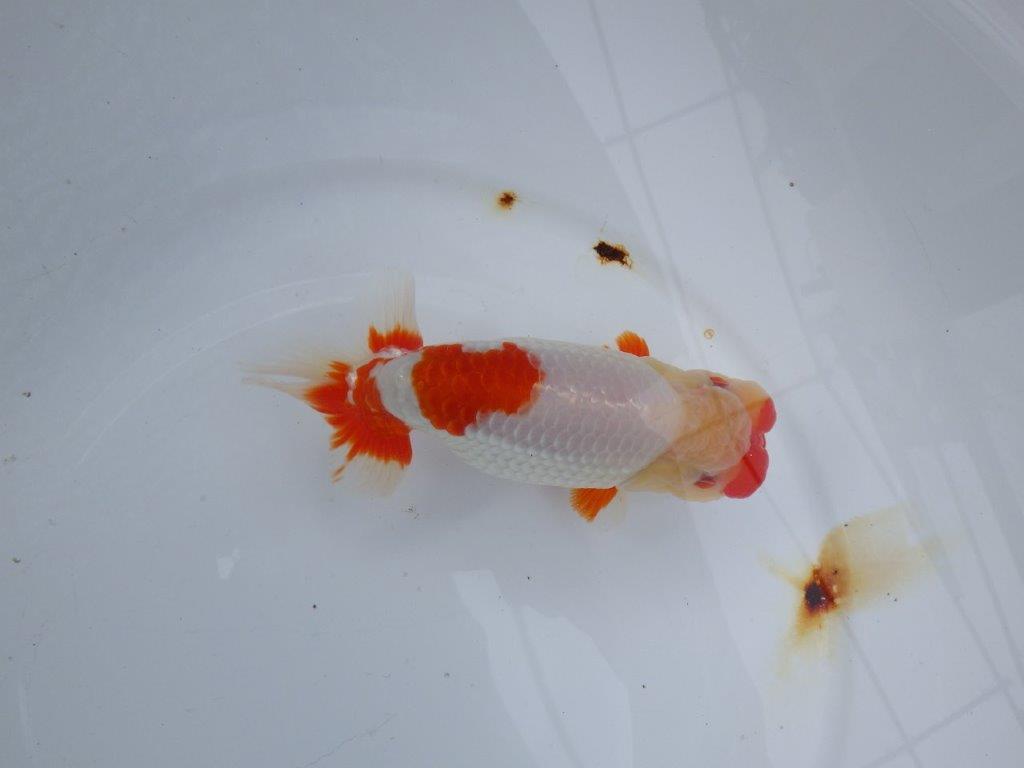 【浜松 川口 久男 氏】川口氏のらんちゅうを手に入れました! 約14,5㎝ オス?