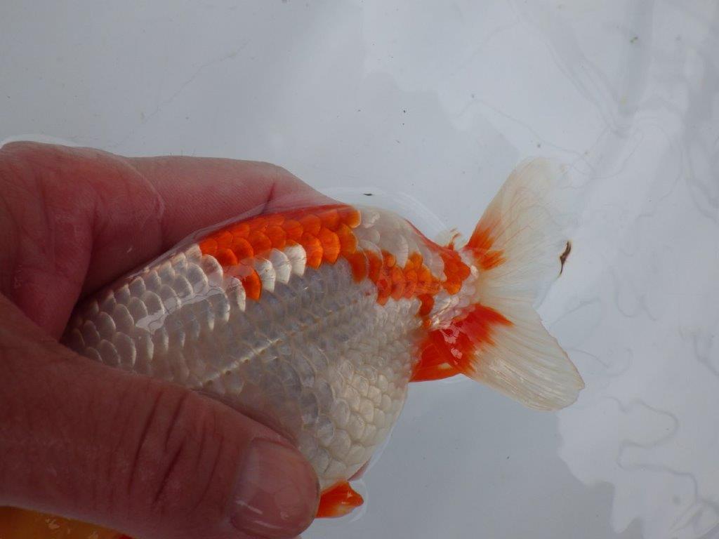 【浜松 川口 久男 氏】川口氏のらんちゅうを手に入れました! 約14,5㎝ オス?