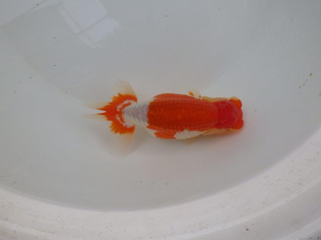 【浜松 鈴木 克己 氏】二歳会に向けて飼い込みお勧めらんちゅう 約15,5㎝ メス?