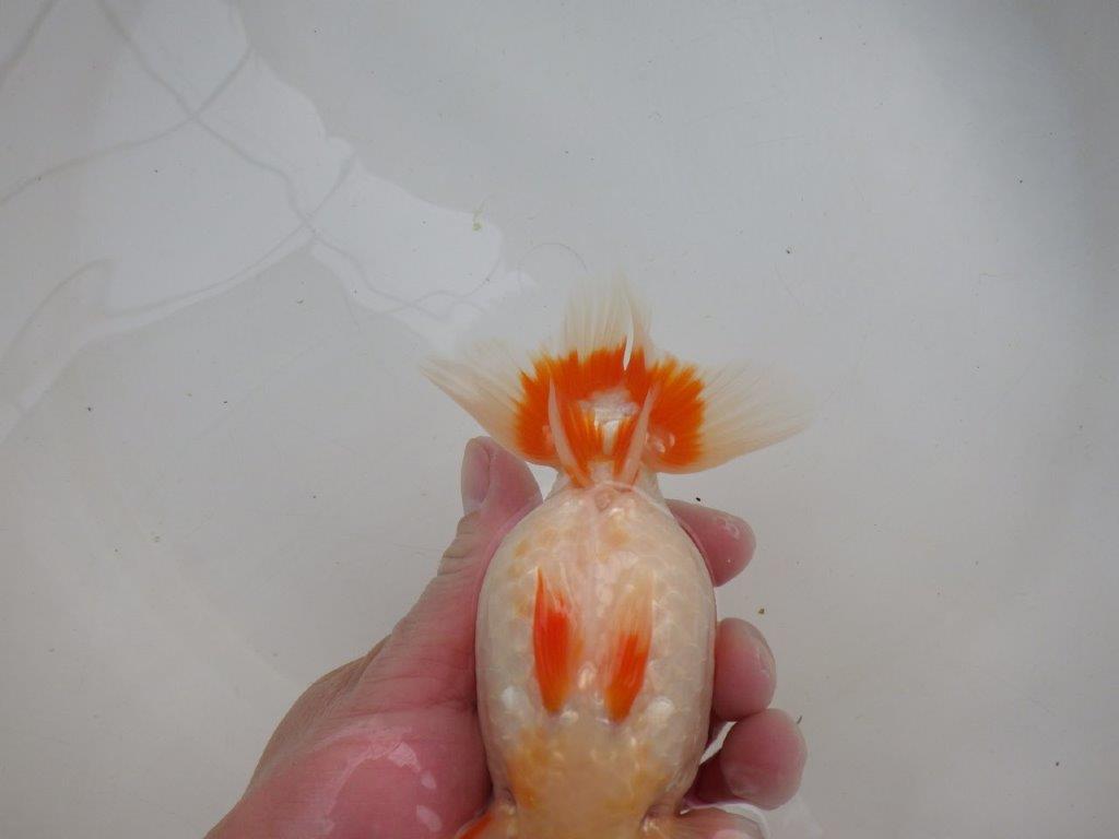 【浜松 鈴木 克己 氏】二歳会に向けて飼い込みお勧めらんちゅう 約15,5㎝ メス?