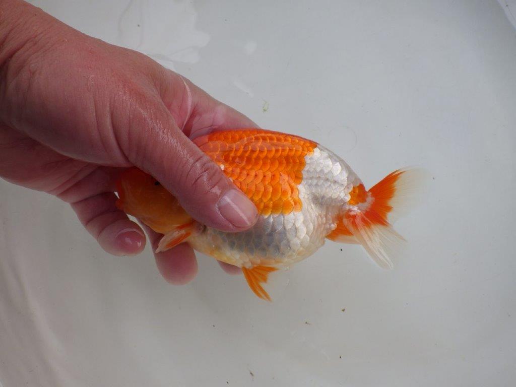 【浜松 鈴木 克己 氏】二歳会に向けて飼い込みお勧めらんちゅう 約15,5㎝ メス?