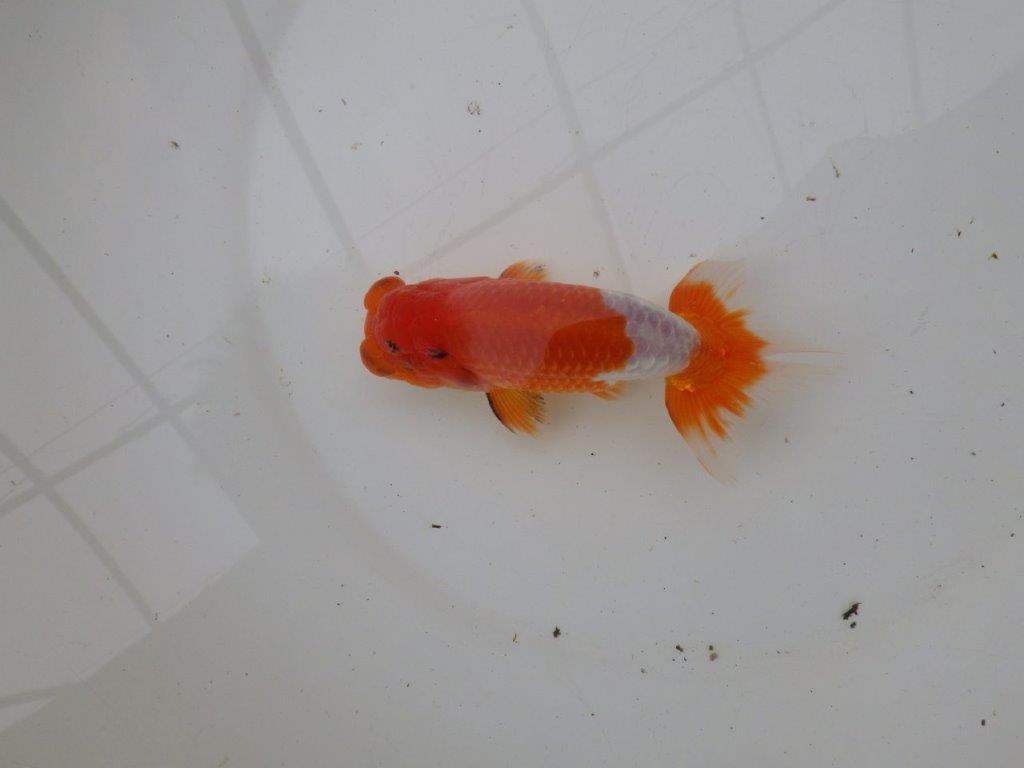 【浜松 安藤 寛 氏】全国トップブリーダー作出らんちゅうA 約13㎝ オス?