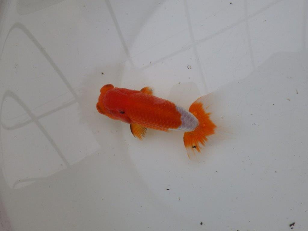 【浜松 安藤 寛 氏】全国トップブリーダー作出らんちゅうA 約13㎝ オス?