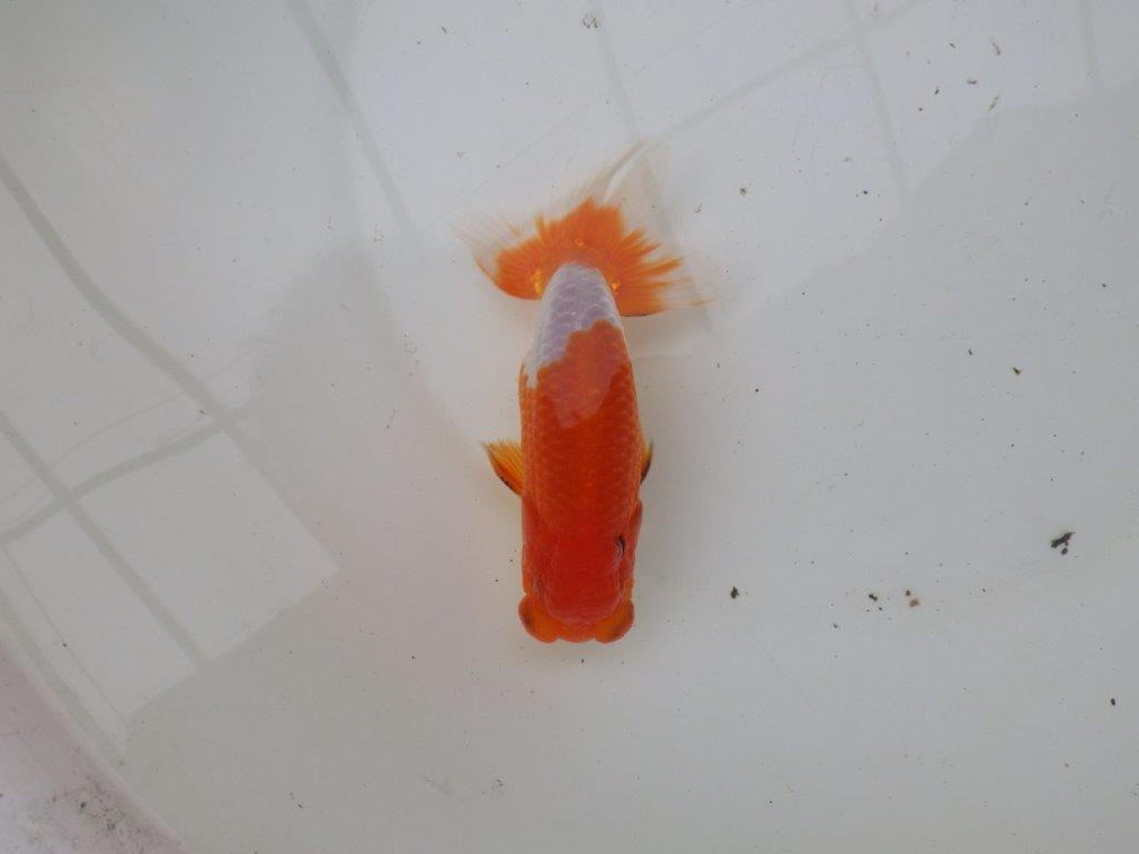 【浜松 安藤 寛 氏】全国トップブリーダー作出らんちゅうA 約13㎝ オス?