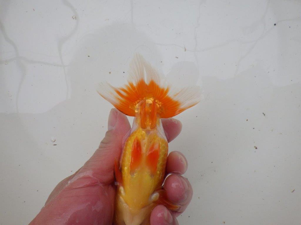 【浜松 安藤 寛 氏】全国トップブリーダー作出らんちゅうA 約13㎝ オス?