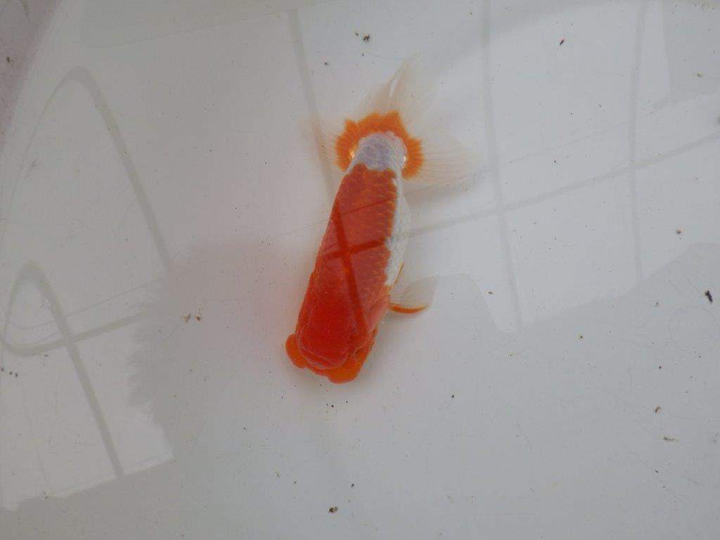 【浜松 安藤 寛 氏】全国トップブリーダー作出らんちゅうB 約12,5㎝ オス?