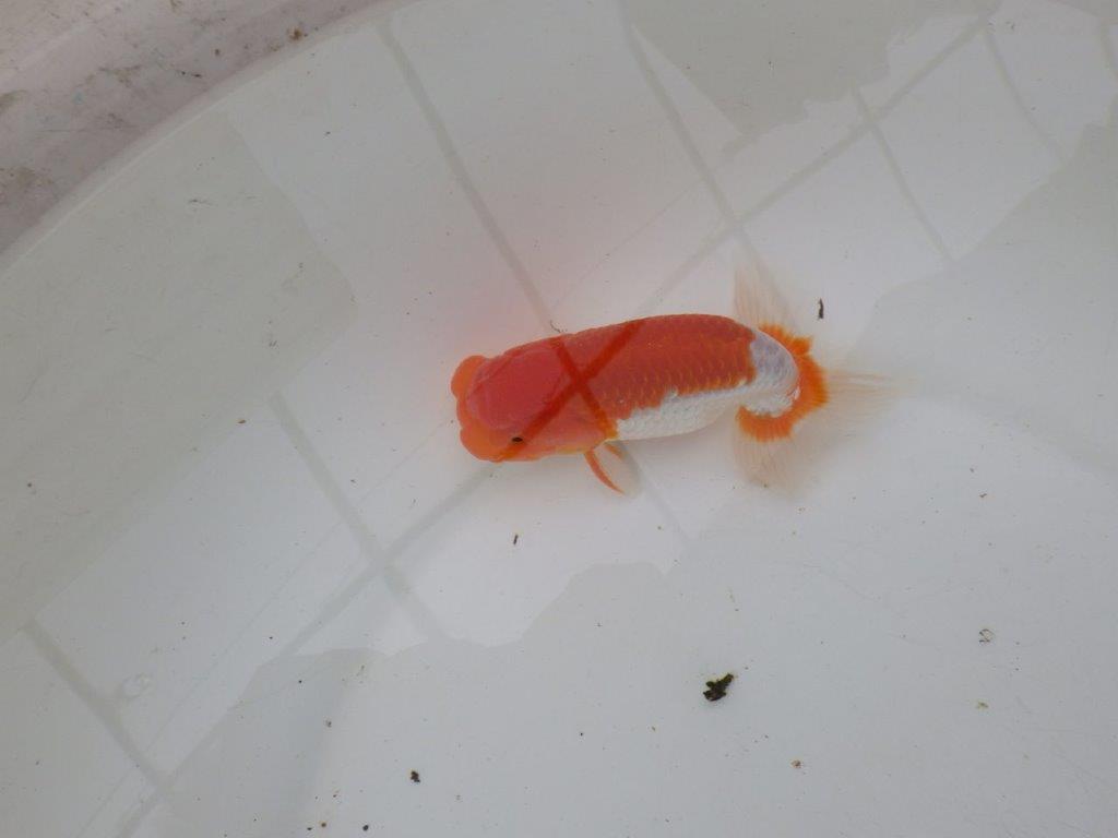 【浜松 安藤 寛 氏】全国トップブリーダー作出らんちゅうB 約12,5㎝ オス?