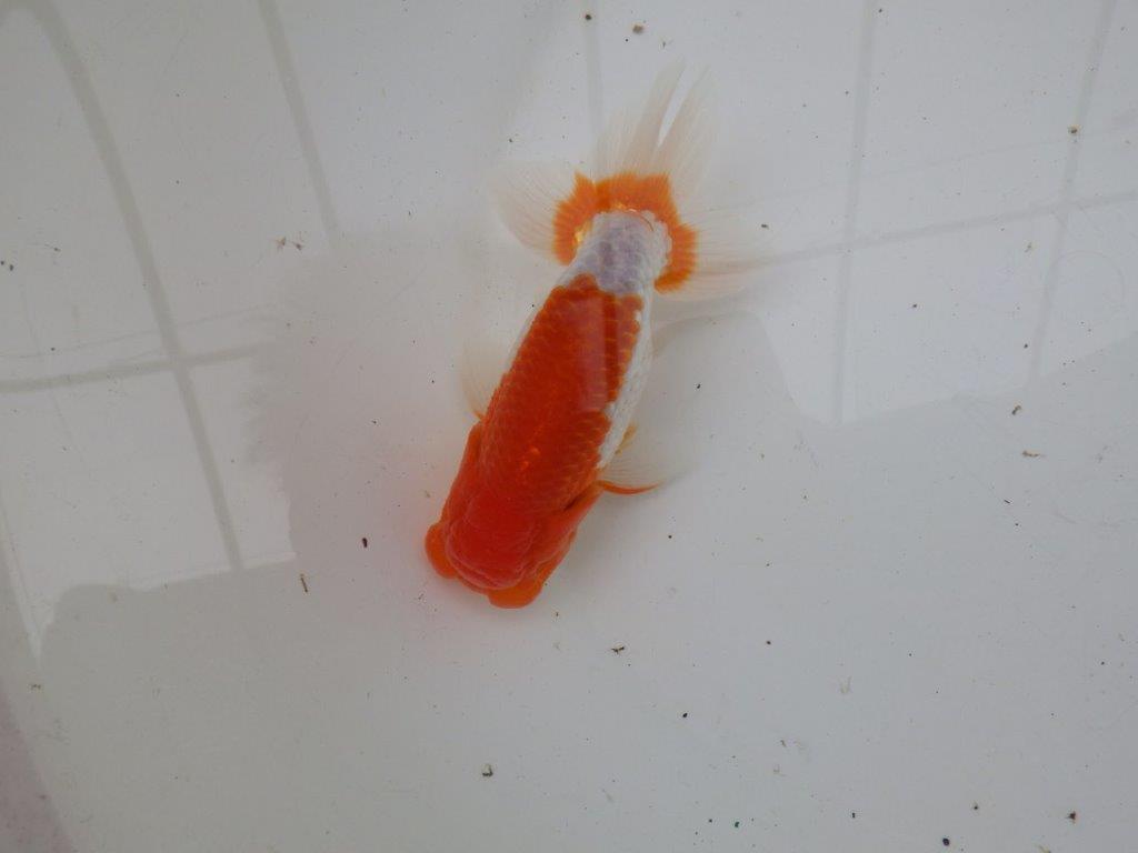 【浜松 安藤 寛 氏】全国トップブリーダー作出らんちゅうB 約12,5㎝ オス?