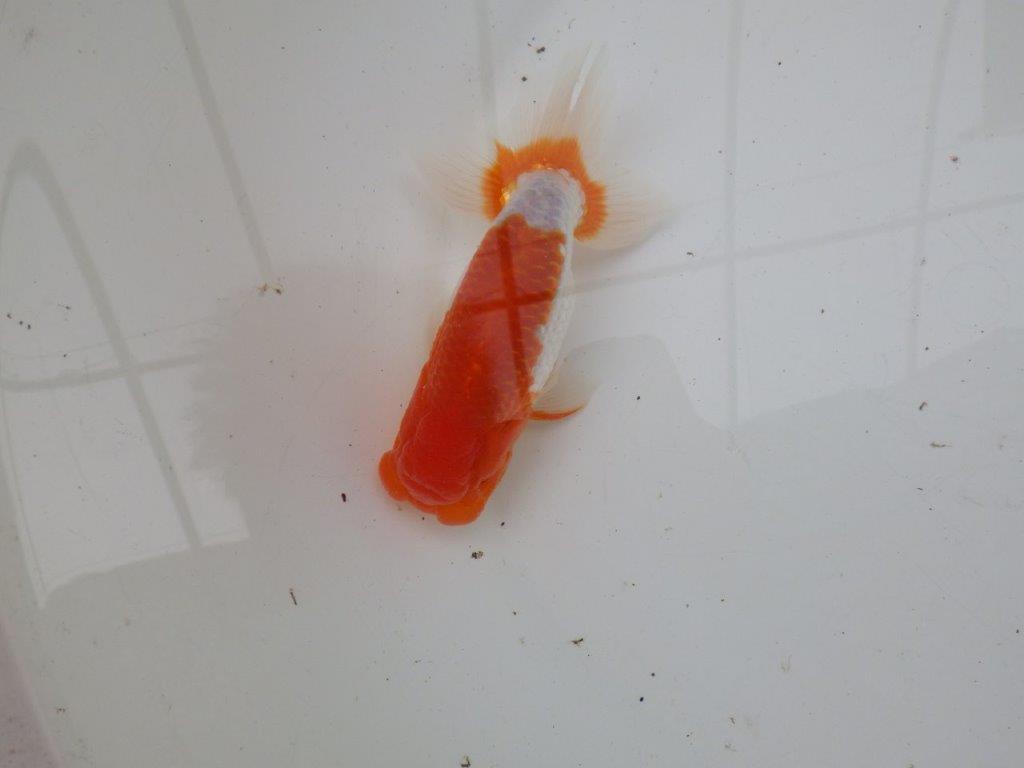 【浜松 安藤 寛 氏】全国トップブリーダー作出らんちゅうB 約12,5㎝ オス?