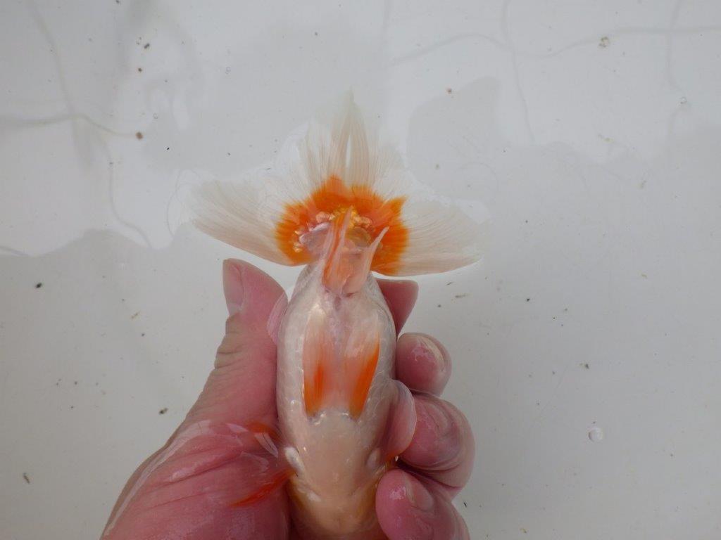 【浜松 安藤 寛 氏】全国トップブリーダー作出らんちゅうB 約12,5㎝ オス?