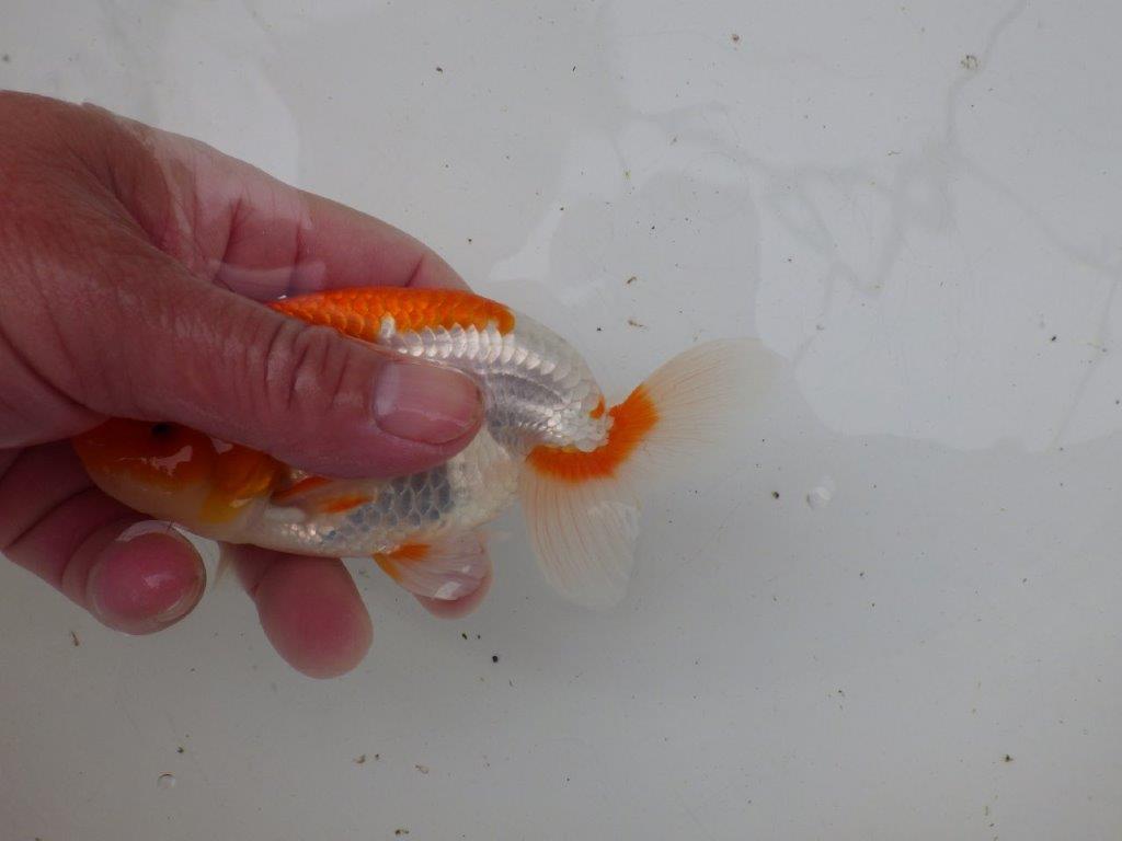 【浜松 安藤 寛 氏】全国トップブリーダー作出らんちゅうB 約12,5㎝ オス?