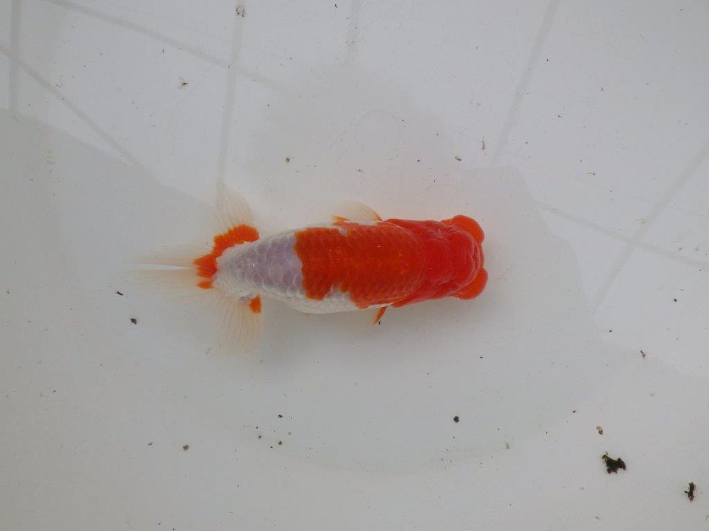 【浜松 安藤 寛 氏】全国トップブリーダー作出らんちゅうC 約14㎝ オス?