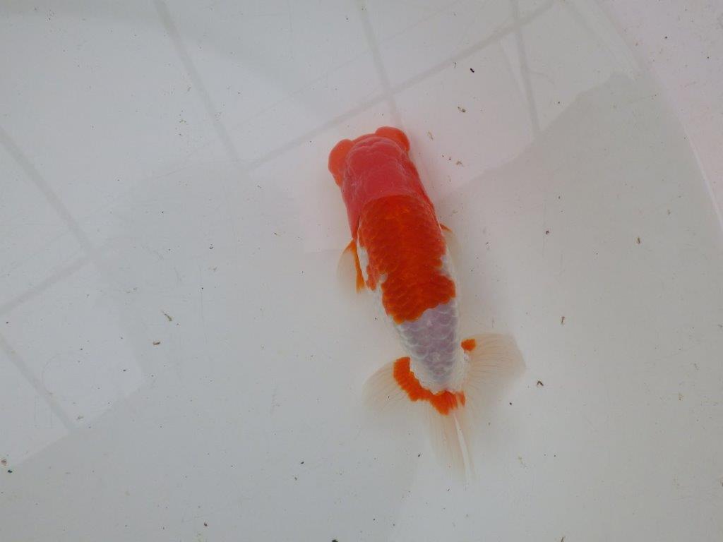 【浜松 安藤 寛 氏】全国トップブリーダー作出らんちゅうC 約14㎝ オス?