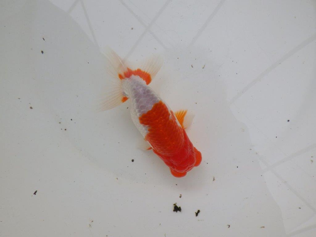 【浜松 安藤 寛 氏】全国トップブリーダー作出らんちゅうC 約14㎝ オス?