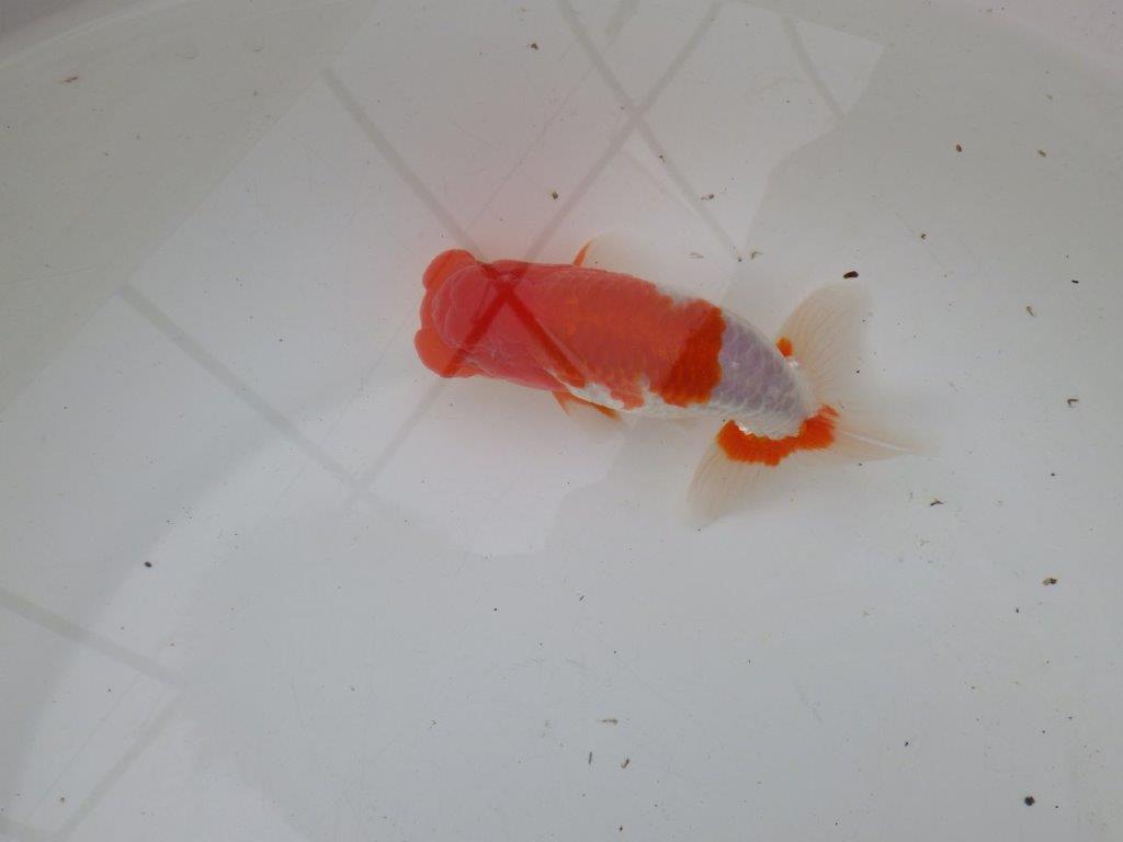 【浜松 安藤 寛 氏】全国トップブリーダー作出らんちゅうC 約14㎝ オス?