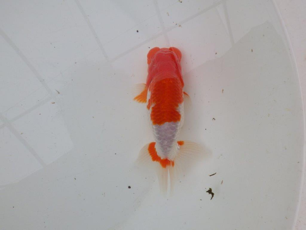 【浜松 安藤 寛 氏】全国トップブリーダー作出らんちゅうC 約14㎝ オス?