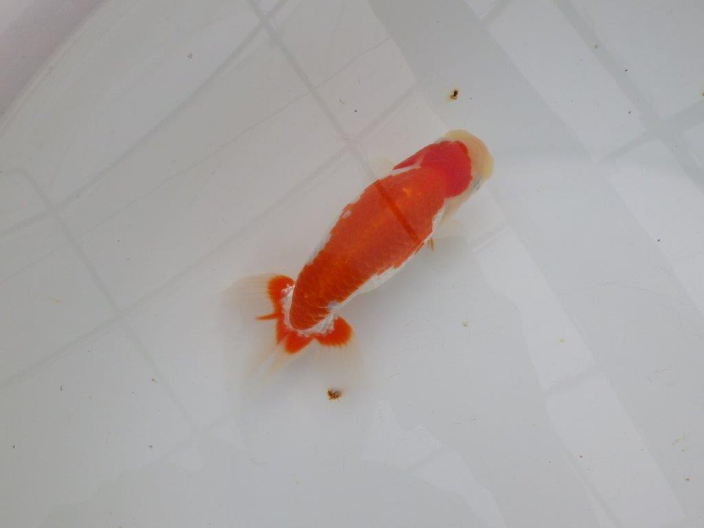 【浜松　津島　喜至　氏】色艶が良くご鑑賞お勧めのらんちゅう　　約14,5㎝  オス？