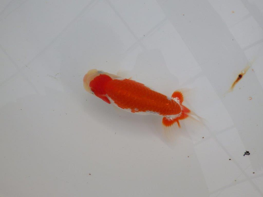 【浜松　津島　喜至　氏】色艶が良くご鑑賞お勧めのらんちゅう　　約14,5㎝  オス？