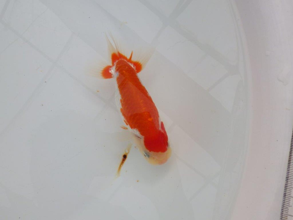 【浜松　津島　喜至　氏】色艶が良くご鑑賞お勧めのらんちゅう　　約14,5㎝  オス？